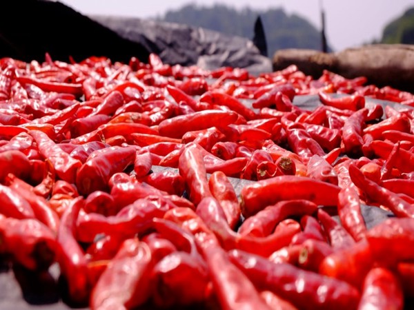 Top 10 Businesses You Can Start with Pepper Waste